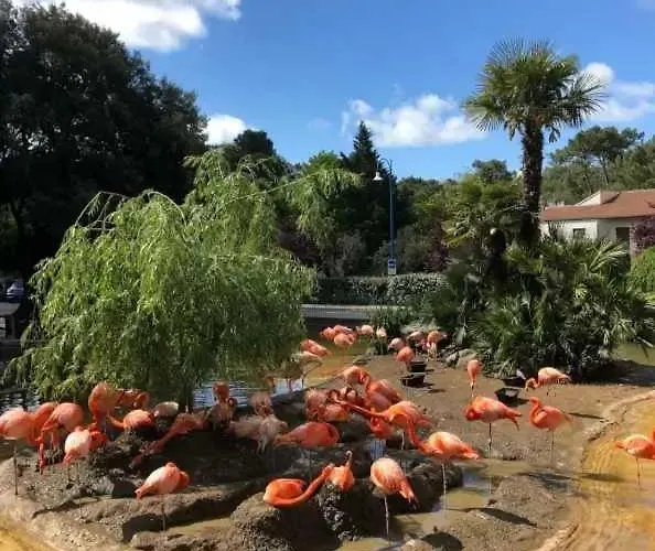 Campsite Joli 3 Etoiles Avec Piscine *
